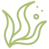 Seaweeds and Healing Mushrooms