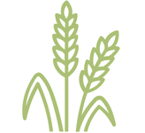 Grains