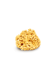 Sea Sponge 11-18 cm  La Corvette Marseille