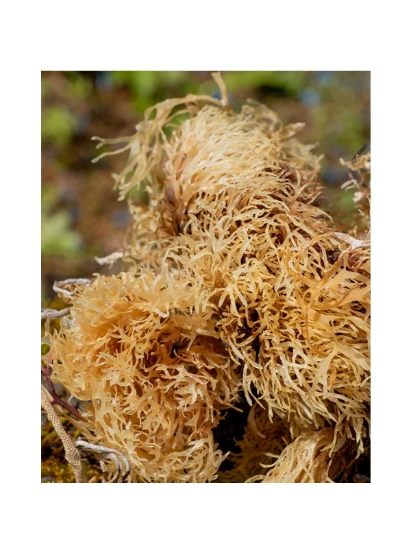 Nutrigold organska irska mahovina tekstura