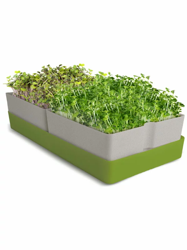 Microgreens Growing Kit - Geo