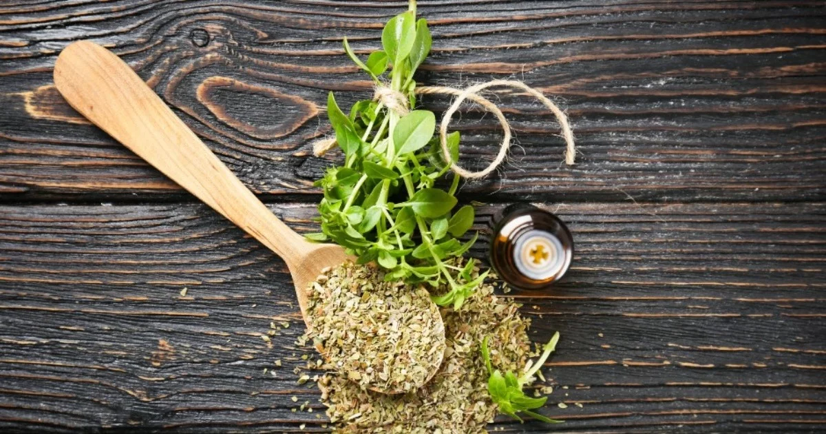 Why is wild oregano oil so precious and prized?