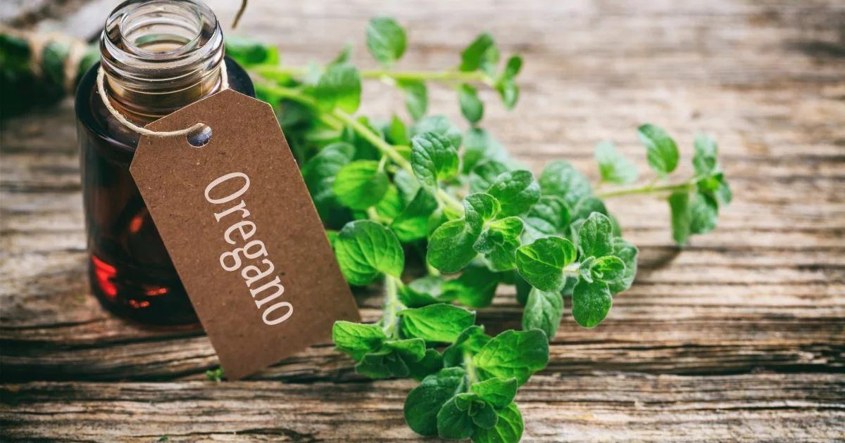 Why is wild oregano oil so precious and prized? Why is wild oregano oil so precious and prized?